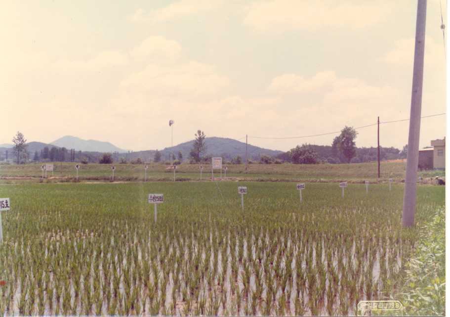 벼품종비교1(1979) 대표 이미지