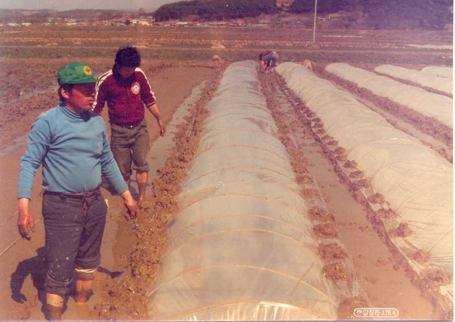 비닐덮기(1979) 대표 이미지