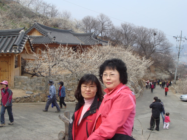 국화반입니다. 대표 이미지
