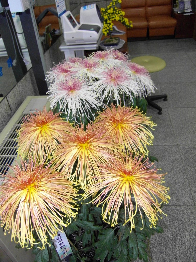 국화전시회 대표 이미지