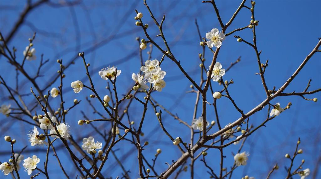 통도사 매화 대표 이미지