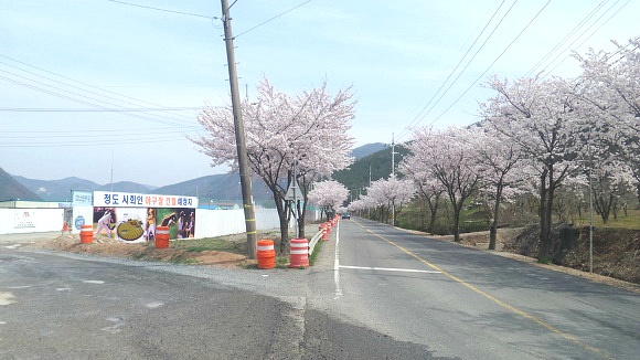 운문댐 벚꽃길 대표 이미지